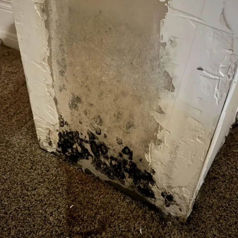 Professional Mold Removal in Columbus Air Force Base, MS